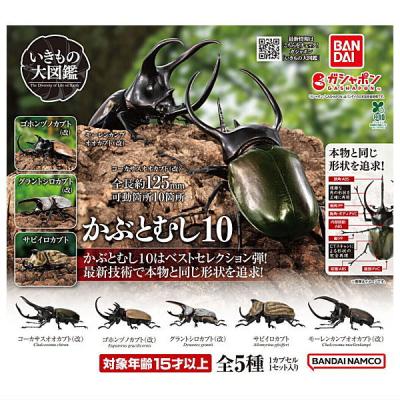 いきもの大図鑑 かぶとむし10