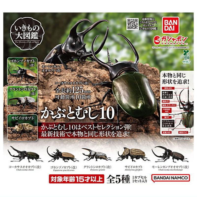 いきもの大図鑑 かぶとむし10