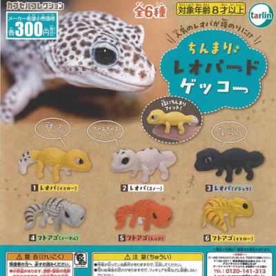 ちんまり レオパード ゲッコー