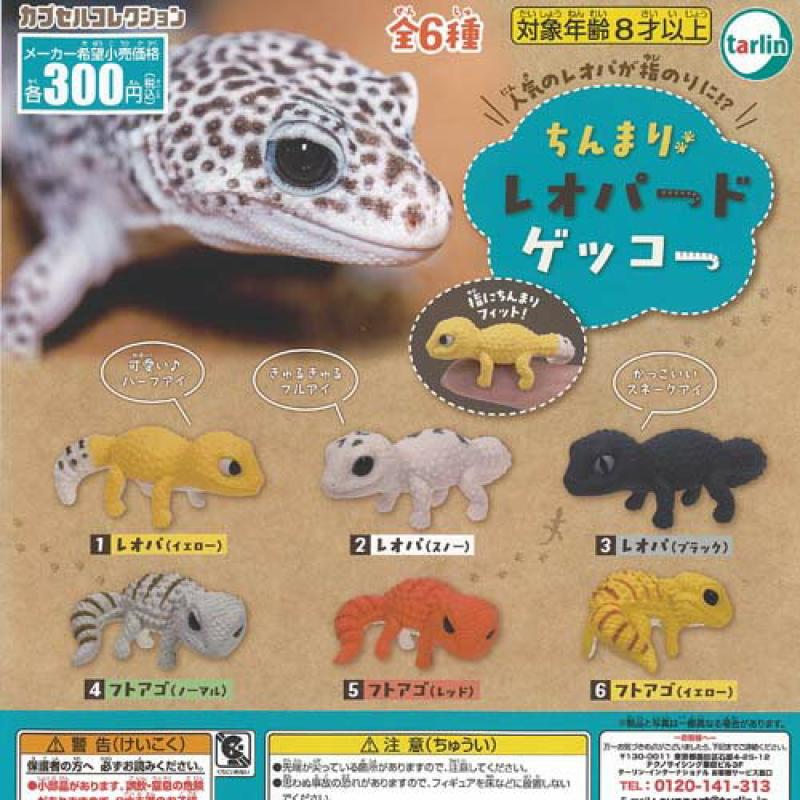 ちんまり レオパード ゲッコー