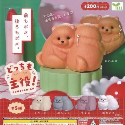 どっちも 主役 ポメラニアン