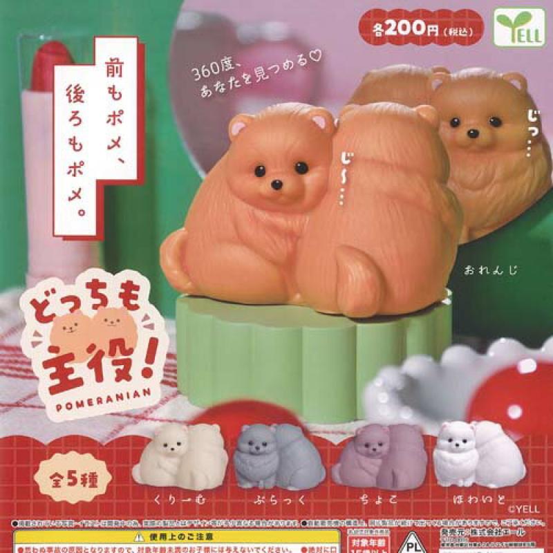 どっちも 主役 ポメラニアン