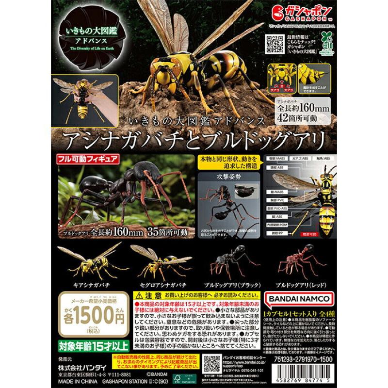 いきもの大図鑑アドバンス アシナガバチとブルドックアリ