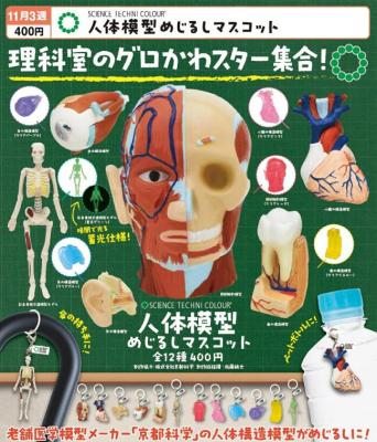 SCIENCE TECHNI COLOUR 人体模型めじるしマスコット
