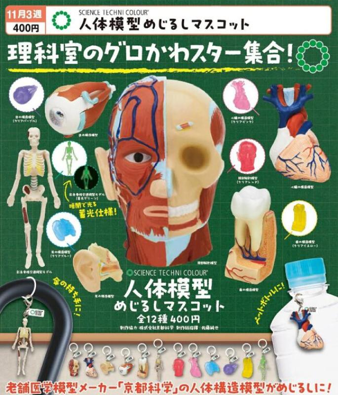 SCIENCE TECHNI COLOUR 人体模型めじるしマスコット