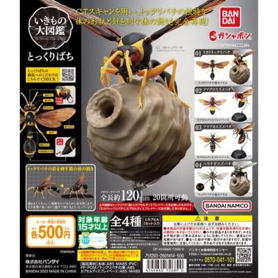 いきもの大図鑑 とっくりばち