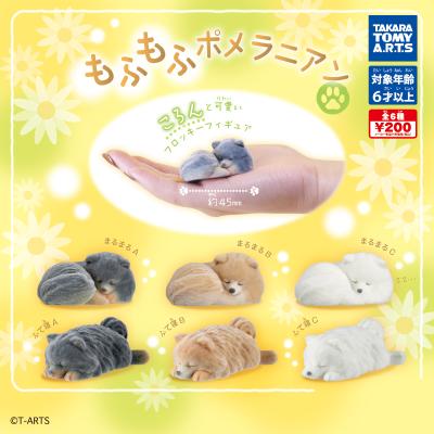 もふもふポメラニアン
