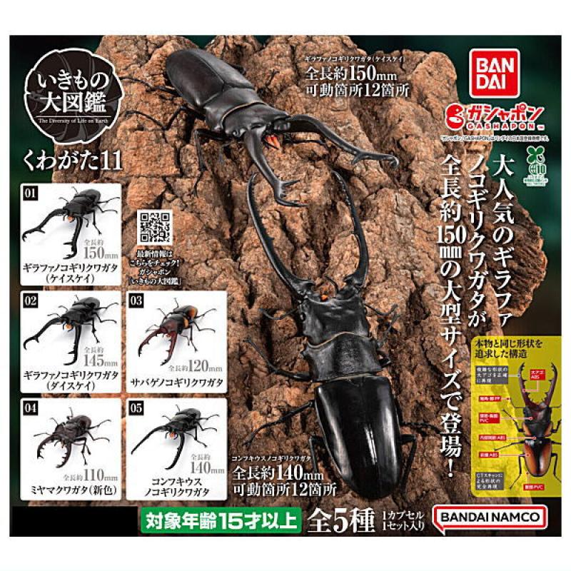 いきもの大図鑑 くわがた11