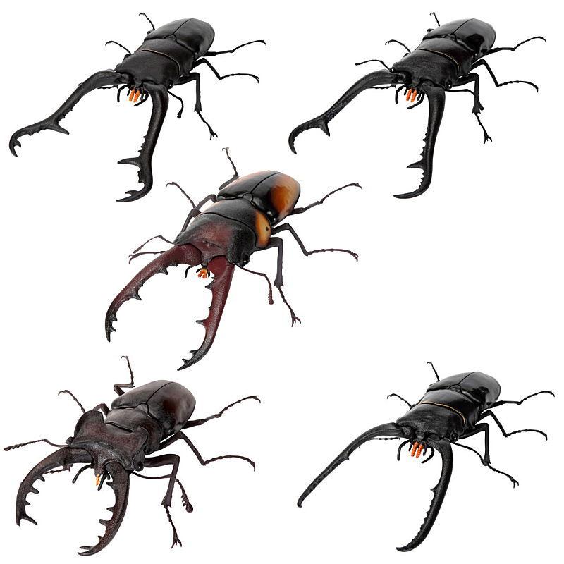 いきもの大図鑑 くわがた11