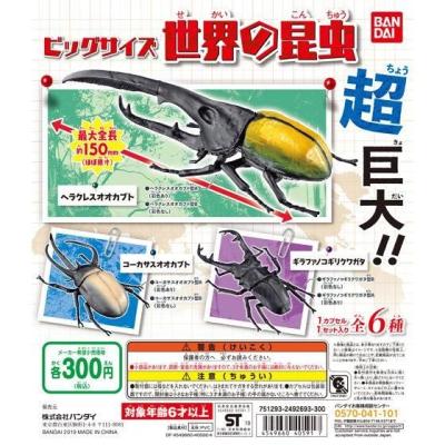 ビッグサイズ　世界の昆虫