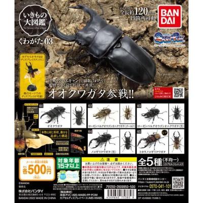 くわがた03