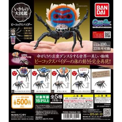 ピーコックスパイダー