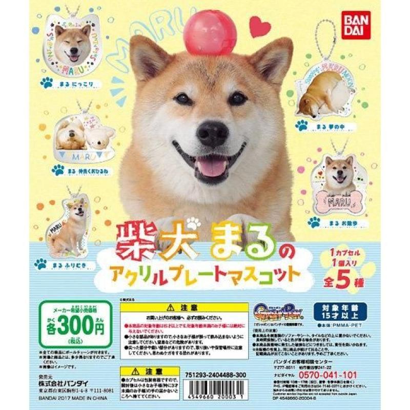 柴犬まる　まるのアクリルマスコット