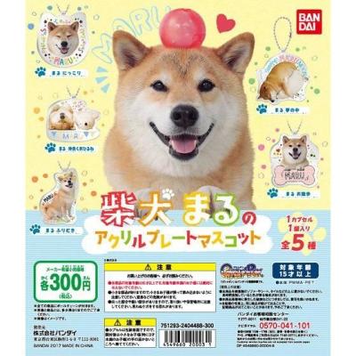柴犬まる まるのアクリルマスコット