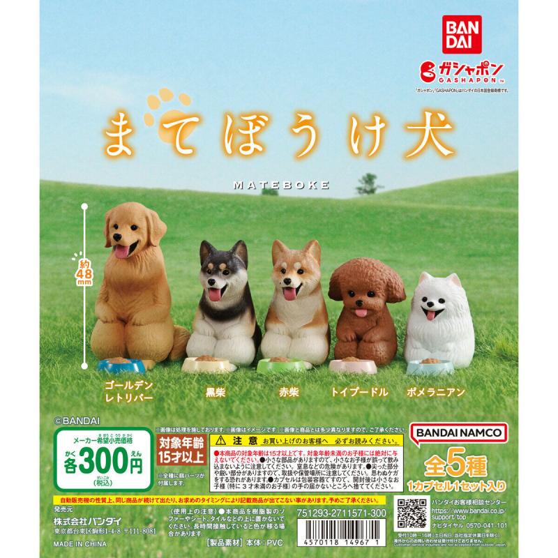 まてぼうけ 犬