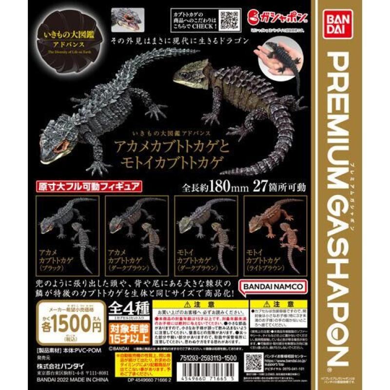 いきもの大図鑑アドバンス　アカメカブトトカゲとモトイカブトトカゲ