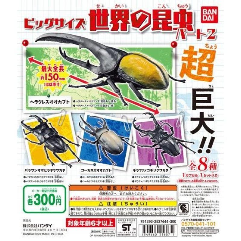 ビッグサイズ　世界の昆虫　パート2